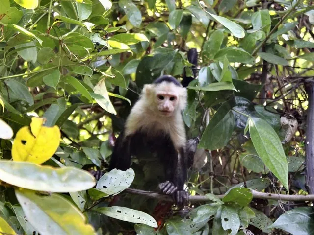 A monkey watches from among broad leaves in the forest.