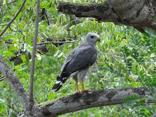 A bird perches among forest branches.