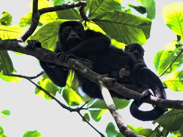 Monkeys rest along a forest branch.