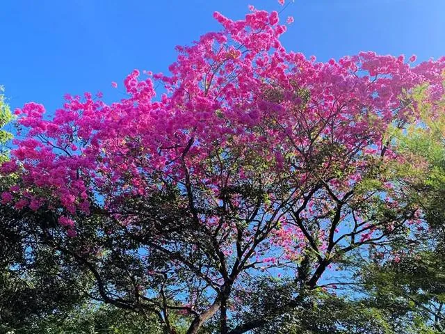 A flowering tree rises above the forest canopy.