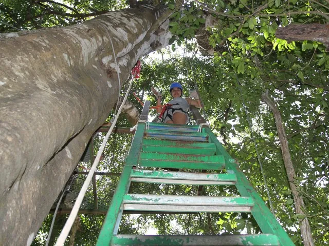 A green stairway rises through trees to a zipline platform.